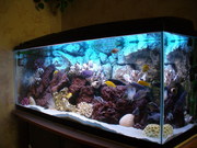Продам аквариум б/у Juwel Record 160 в хорошем состоянии. Объм 160 л.